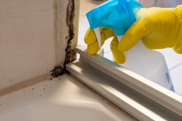 Best Forensic Mold Investigation  in Punta Gorda, FL